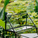 ncyp glass terrarium with lid for cacti, moss, front angle view