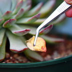 Gardening Tweezers Set, 3-Piece Stainless Steel Picking Tools | For Bonsai Plant Care, Succulent Transplanting, Includes 3 Sizes (6.15/6.3/6.5 Inches)
