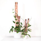 Treleaf Zella Grande Starter Kit – Wooden Extendable Plant Trellis for Indoor Climbing Houseplants – Modular Plant Support with 2 Bases + 2 Extensions - Moss Pole Alternative