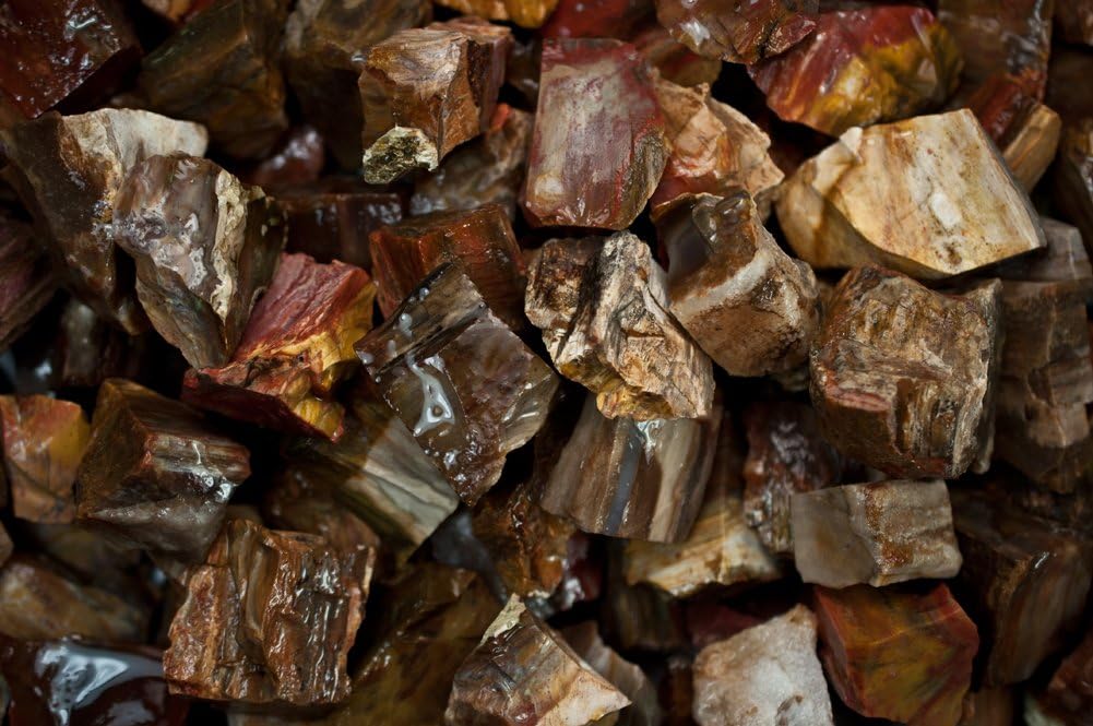Fantasia Materials: 1 lb Petrified Wood Rough Stones from Madagascar