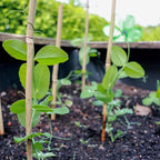 50PCS Plant Stakes,Natural Bamboo Stakes,Garden Stakes for Indoor and Outdoor Plants,POLIUMB Poles Sticks for Tomatoes,Beans,Flowers,Trees Potted and Climbing Plants-18 inches