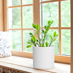 8 Inch Cylinder Plant Pots for Indoor Outdoor Plants, Medium Deep Flower Pots with Drainage Holes & Saucer, Decorative Plastic Planter Pots for Garden House Plants, White