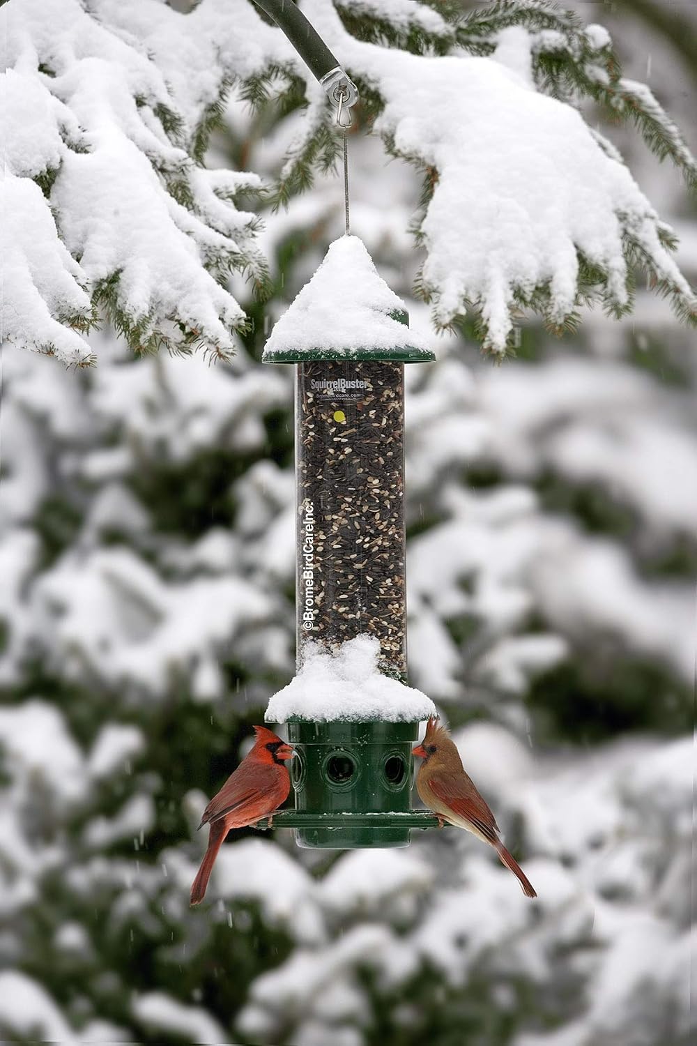 squirrel buster plus squirrel-proof bird feeder w/cardinal ring, front angle view