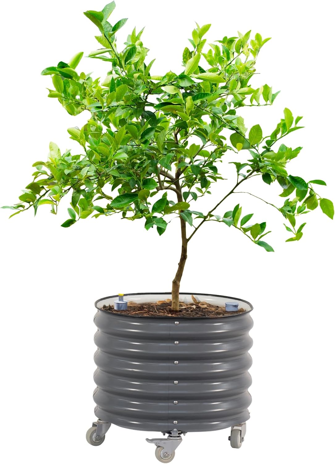 rolling citrus tree planter gen 3, self-watering 24”, main product view