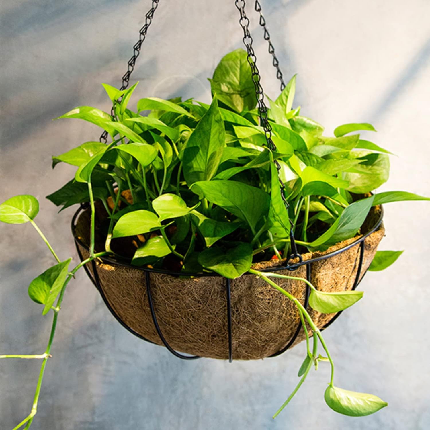 hehimhis Coco Liners for Hanging Baskets, Coco Fiber Liner, 2 Pieces 16 inch Round Replacement Plant Basket Liners