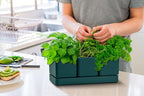 D'vine Dev Herb Garden Planter Set, Plastic Plant Pots with Drainage and Saucer, Indoor Succulent Cactus Vegetable Pot for Windowsill, Garden Balcony, Green, Set of 2, 76-V-C-2