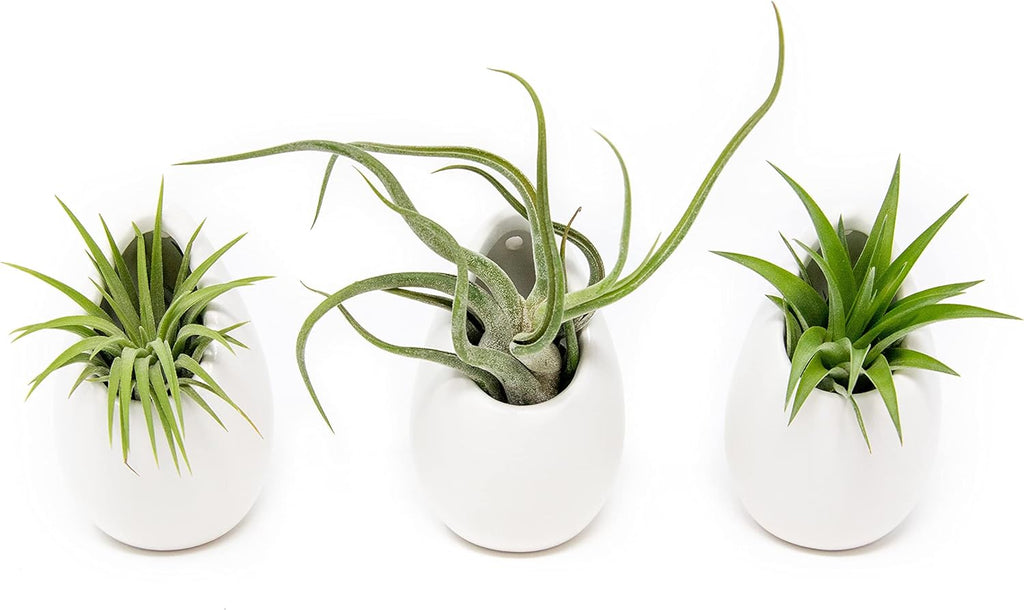 White Ceramic Wall Planter Assorted Air Plants - Live Tillandsia in Holder Succulents Vase - Home & Garden Decor - Easy Care (3 Small Planters with 3 Air Plants)