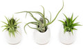 White Ceramic Wall Planter Assorted Air Plants - Live Tillandsia in Holder Succulents Vase - Home & Garden Decor - Easy Care (3 Small Planters with 3 Air Plants)