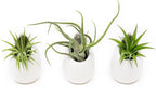 White Ceramic Wall Planter Assorted Air Plants - Live Tillandsia in Holder Succulents Vase - Home & Garden Decor - Easy Care (3 Small Planters with 3 Air Plants)