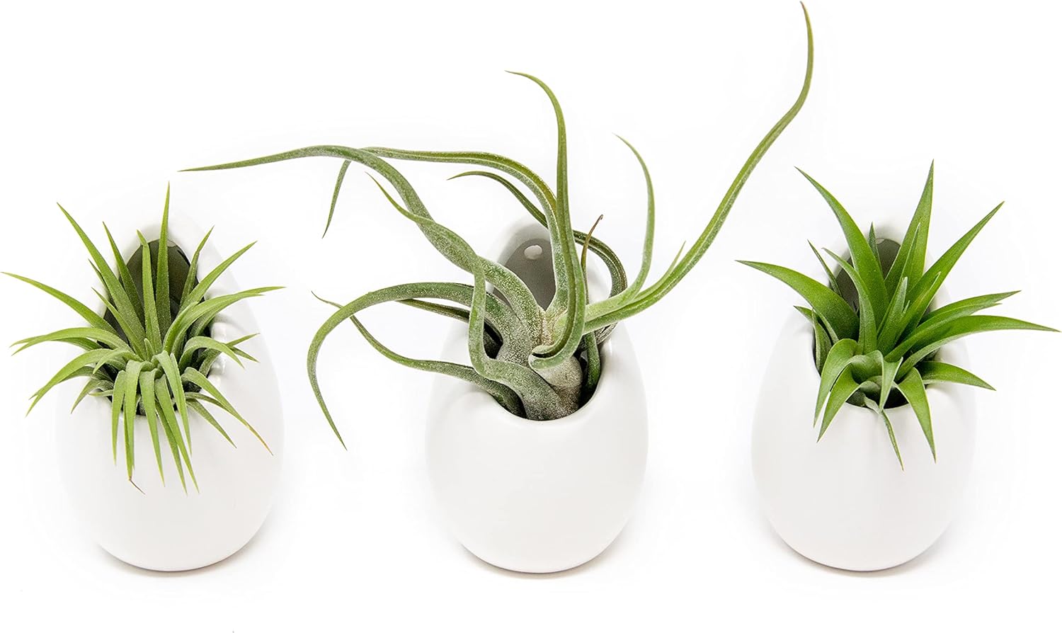 White Ceramic Wall Planter Assorted Air Plants - Live Tillandsia in Holder Succulents Vase - Home & Garden Decor - Easy Care (3 Small Planters with 3 Air Plants)
