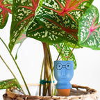 8 Pack Terracotta Watering Spikes, Vacation Self-Watering Planters Devices - Continuous Moisture with Slow Release Watering System - Perfect for Indoor Outdoor Plants (Big head-2pc)