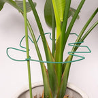 5PCS Monstera Plant Support Stem 9 x 7.6 in- Durable Stabilizer Set for Indoor Climbing Plants, Holders for Enhancing Growth, Ideal Gift for Plant Lovers, Fishbone Cactus Stake Garden Tool