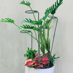 Plant Stake Support - 6 Pack Adjustable Height 16" or 30", Garden Support Stake Plant Cage Support Rings, Single Stem Plant Support Stakes, for Flowers Amaryllis Tomatoes Peony Lily Rose (30inch)