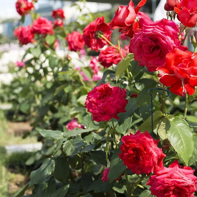 12 Pack Plant Support Stakes with 24 Pcs Plant Clips, Garden Single Stem Support Stake, Plant Cage Support Ring for Indoor Outdoor Flowers Rose Amaryllis Tomatoes Peony Lily Orchid (16 Inch)