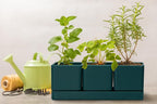 D'vine Dev Herb Garden Planter Set, Plastic Plant Pots with Drainage and Saucer, Indoor Succulent Cactus Vegetable Pot for Windowsill, Garden Balcony, Green, Set of 1, 76-V-C-1