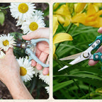 Modern Sprout Pruning Shears - Garden Snips - Herb Scissors - Sage 1-Pack | Lightweight Gardening Tool - Durable Carbon Steel Blade W/Easy-Lock - Gardening Supplies - Flower Cutter - Reusable Holster