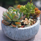FANTIAN Succulent Rocks, 3/8 Inch Polished Pebbles for Indoor Plants, Decorative River Rocks for Plants Indoor, Vase Fillers, Cactus Planters, Bird Bath, Fountain, Outdoor Garden Landscaping