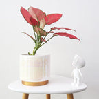Gepege White Indoor Plant Pots for Plants, Ceramic Planter with Drainage Hole, 7.6 Inch +6 Inch 2pcs Succulent Orchid Flower Pot - Rainbow Pearl Glaze