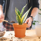 4 inch Small Plastic Nursery Pots, 16 Pack Plant Pots for Indoor Outdoor Plants, Flower Pots with Drainage Holes and Saucers, Decorative Seedling Starter Planters for House Plants, Terracotta