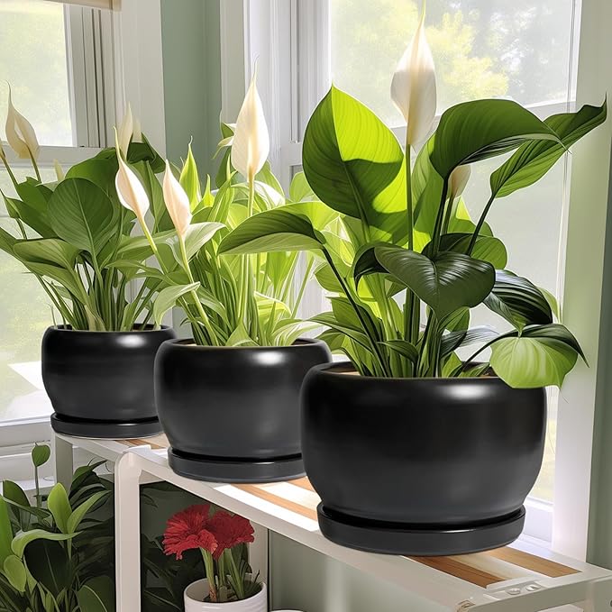 SQOWL Ceramic Plant Pot - 6 Inch Planter for Indoor Plants, Round Flower Pot with Drainage Hole and Saucer, Modern Succulent Planter Outdoor, House Decor, Plant Lovers Gifts, Black