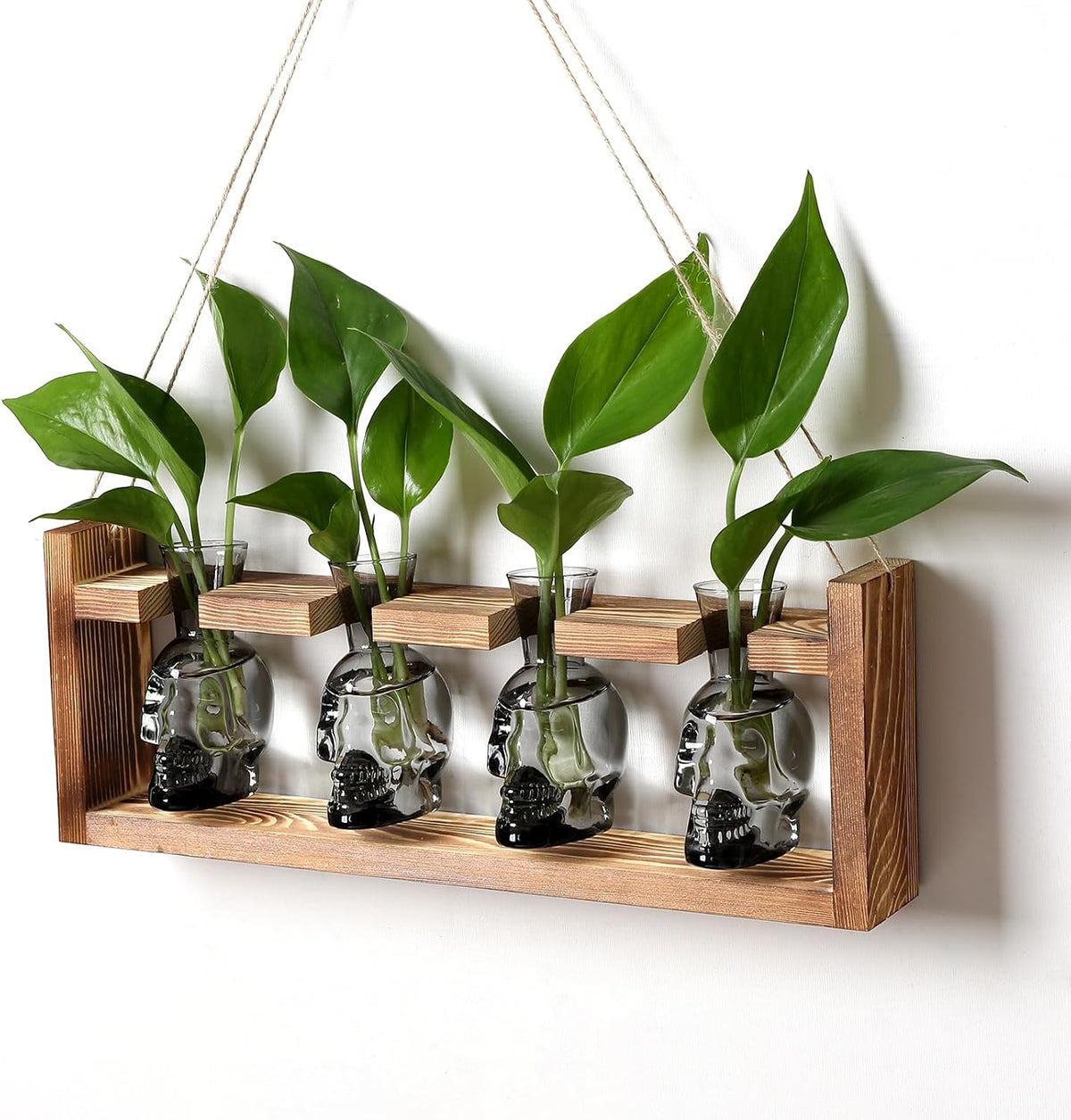 plant propagation stations halloween skull plant terrarium kit, main product view