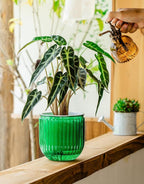 Melphoe Self Watering Pots for Indoor Plants Planter, 6.5/5.3 Inch 2 Pack Planters Self Watering Plant Pots for Flower, Houseplants, Succulent, African Violets and Cactus with Drainage