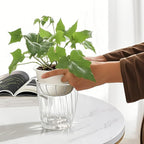Self Watering Planters - 2 Pack, 6 Inch Transparent Flower Pots for Indoor Plants, Perfect for African Violet, Monstera, Succulents, Herbs & Decorative Flowers
