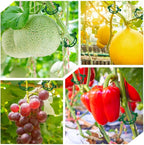 200 Pcs Plant Support Tomato Clips, Garden Clips, Crop Clips for Vine Vegetables, Fixing Tomato, Sweet Pepper, Eggplant, Makes Plants Grow Upright and Healthier（Green）