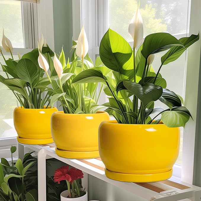 SQOWL 6 Inch Plant Pot - Ceramic Planter with Drainage Hole and Saucer, Modern Ceramic Flower Pots for Indoor Plants Outdoor, Round Decorative Small Planter, Desk Decor, Garden Gifts, Yellow