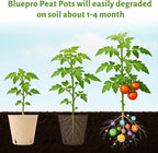 120 Packs 3.15 Inch + 4 Inch Peat Pots, Biodegradable Pots for Seedlings with Drainage Holes, Herb Seed Starter