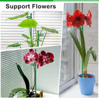 30Pcs Plant Support Stakes 17 inch SupKing Garden Orchid Sticks Extended to 3ft 4ft 5ft Plant Poles with Clips for Indoor Outdoor Potted Tomato Rose Amaryllis Vegetables Comes with 20 Ties