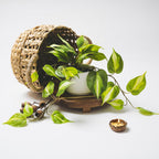 kurrajong farmhouse light green fake pothos plant |, package contents