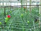 tenax hortonova plant 79in x 328' net shown in use