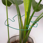 5PCS Monstera Plant Support Stem 9 x 7.6 in- Durable Stabilizer Set for Indoor Climbing Plants, Holders for Enhancing Growth, Ideal Gift for Plant Lovers, Fishbone Cactus Stake Garden Tool