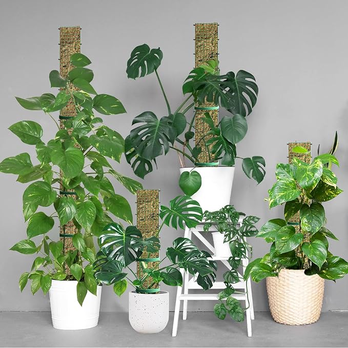 60"/40"/24" Metal Moss Pole, D Shape Sphagnum Moss Pole, Moss Poles for Climbing Plants, Monstera, Indoor Climbing Plants (2 Each of 60" 40" 24")