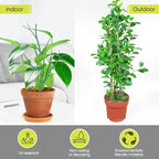 6 Pack Plant Support Stakes for Indoor Plants, 27.56 Inch Twig Plant Sticks with Orchid Clips Twist Ties and Plant Ties for House Potted Plants and Flower, Plastic Branches Support Structures, Green