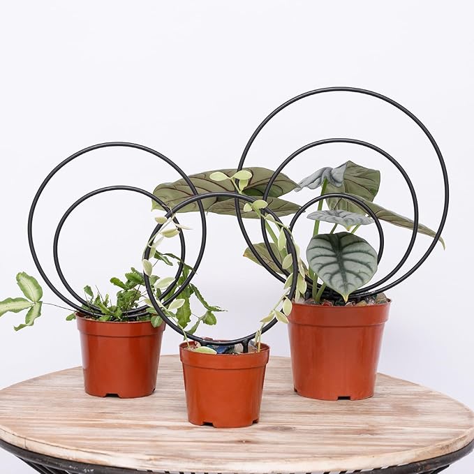 Hoya Trellis Set of 3 Round Climbing Plant Supports - Small, Medium, Large - Sturdy Metal for Indoor & Outdoor Potted Plants - Easy Tool-Free Assembly - Great Choice for Plant Enthusiasts