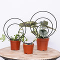 Hoya Trellis Set of 3 Round Climbing Plant Supports - Small, Medium, Large - Sturdy Metal for Indoor & Outdoor Potted Plants - Easy Tool-Free Assembly - Great Choice for Plant Enthusiasts