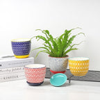 Selamica Ceramic Succulent Pots, 4.6 Inch Small Plant Pots with Drainage Holes & Saucers, Succulent Planters for Indoor Plants Cactus, Home Decor, Set of 6, Assorted Colors