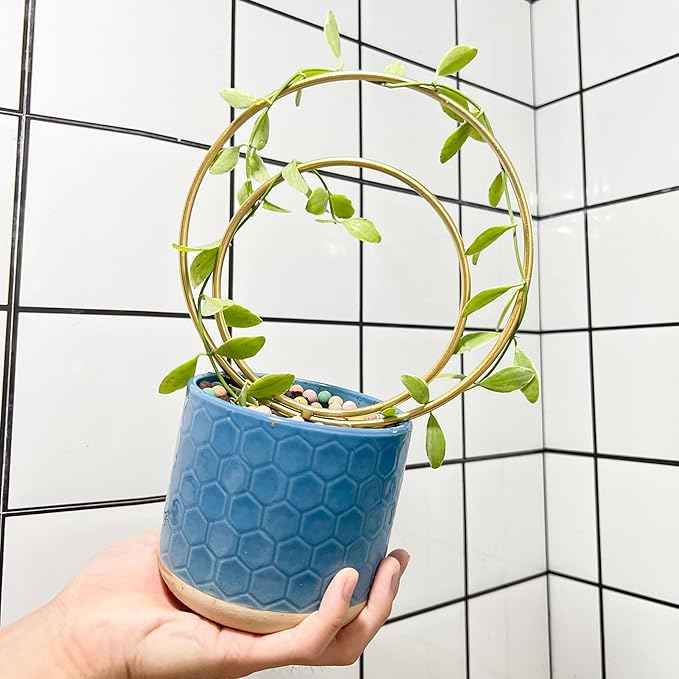 Hoya Trellis for Indoor Plants - Set of 3 Stylish Metal Plant Supports for Climbing Houseplants - Durable Design for Small Potted Plants with Increased Height Support
