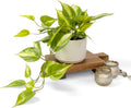 kurrajong farmhouse light green fake pothos plant |, main product view