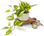 kurrajong farmhouse light green fake pothos plant | shown in use