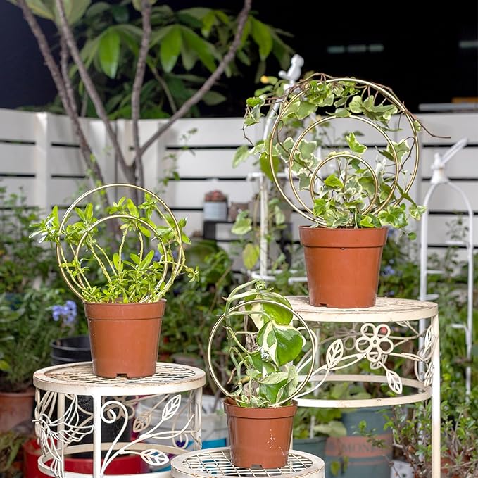 Hoya Trellis for Indoor Plants - Set of 3 Stylish Metal Plant Supports for Climbing Houseplants - Durable Design for Small Potted Plants with Increased Height Support