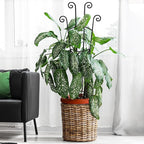 32.6in Plant Trellis for Climbing Plants Indoor Outdoor, Expandable Large Metal Garden Trellis for Potted Plants, Heavy-Duty Tall Pothos Plant Climber Support for Ivy Pothos Hoya Monstera, 2P