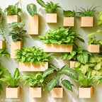LaLaGreen Wooden Planter Box for Plants (4x4 Inch, 6 Pack) Small Square Wall Planters for Indoor Plant, Natural Wood Hanging Flower Boxes Herb Planter Table Centerpiece Modern Home Garden Office Decor