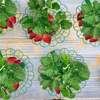 Iceyyyy 10 Pack Strawberry Plant Stand Supports-Strawberry Plant Support Stand Rack with 4 Support Feets-Growing Frame Holder Cage to Keep Berries Clean and Prevent Rot(10 Pack)