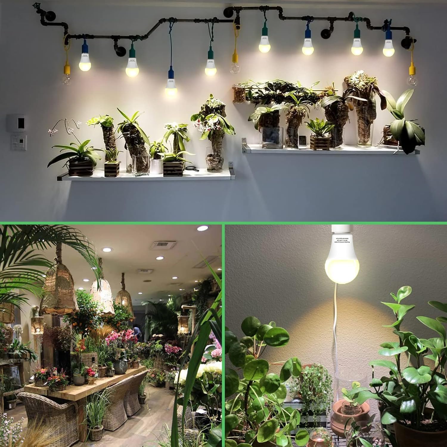 3 Pack Full Spectrum Grow Light Bulbs,A19 Grow Lights for Indoor Plants,Dimmable E26 9W Grow Bulb Replace up to 100W,Plant Lights for Indoor Growing,Flowers,Greenhouse,Indore