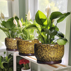 SQOWL 6 Inch Plant Pot - Ceramic Flower Pots with Drainage Hole and Saucer, Ceramic Planter for Indoor Plants Outdoor, Round Decorative Small Planter, Table Desk Decor, Housewarming Gifts, Yellow