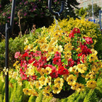 Artificial Flowers for Outdoor, UV Resistant Fake Silk Flowers, Realistic Faux Plants for Outside Indoor Porch Patio Window Box Planter Home Decor (20, Yellow)