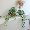 fake english ivy plants in pots set of, main product view